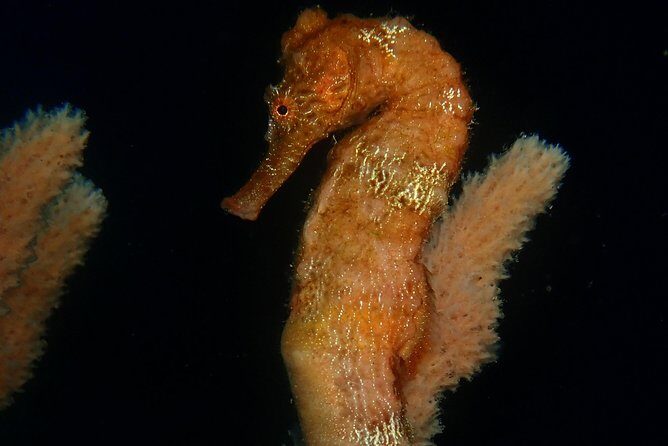 Discover Diving in Curacao - FAQ