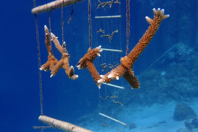 Discover Diving in Curacao - Scuba Diving Course Details