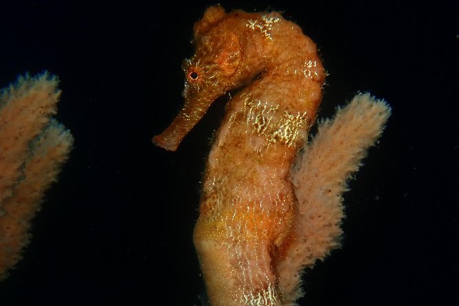 Discover Diving in Curacao - Dive Depth and Duration