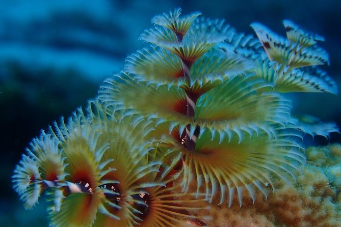 Discover Diving in Curacao - Pickup and Meeting Point