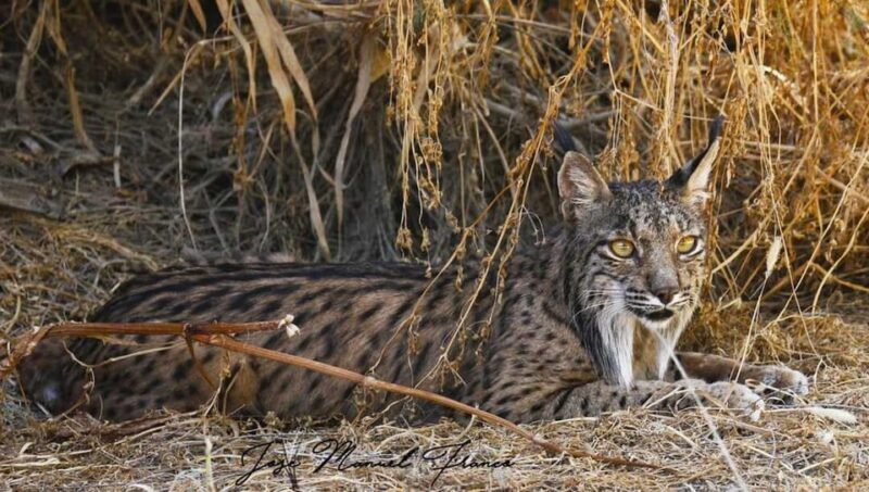 Discover Doñana & Iberian Lynx: Premium Nature Tour - Key Points
