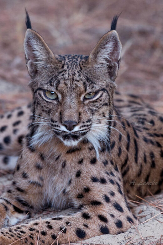 Discover Doñana & Iberian Lynx: Premium Nature Tour - A Closer Look at the Experience
