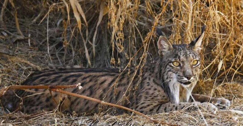 Discover Doñana & Iberian Lynx: Premium Nature Tour - Final Thoughts