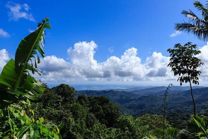 Discover El Yunque National Park: Half-Day Rainforest Tour - Discover El Yunque National Park: Half-Day Rainforest Tour