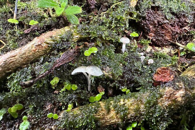 Discover El Yunque National Park: Half-Day Rainforest Tour - FAQs