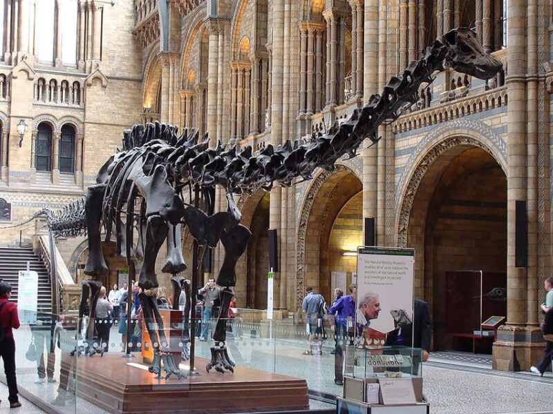 Discover Evolution at the Natural History Museum - Key Points