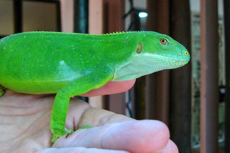 Discover Fijian Culture and Reptiles - Sigatoka Sand Dunes Hike