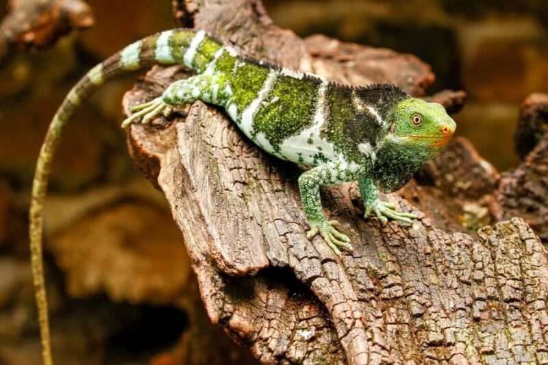 Discover Fijian Culture and Reptiles - Key Points