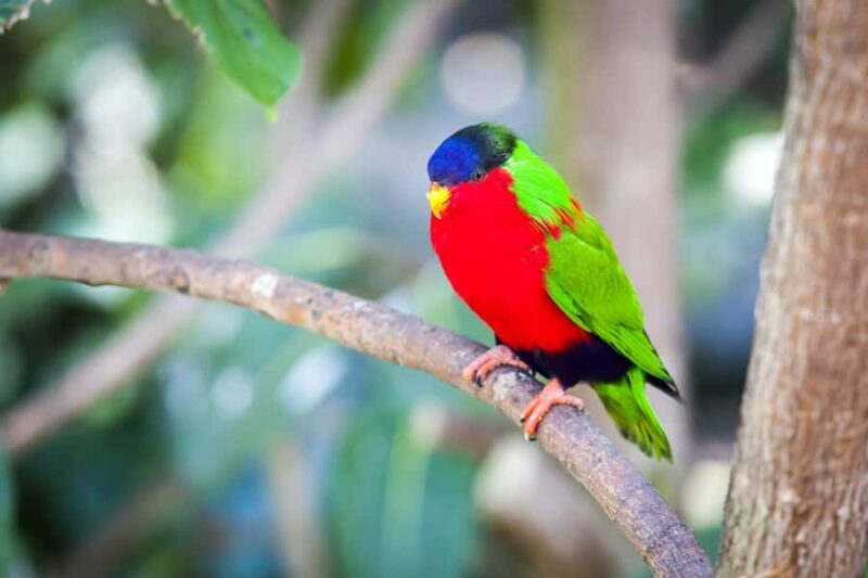 Discover Fijian Culture and Reptiles - Practical Tips for Travelers