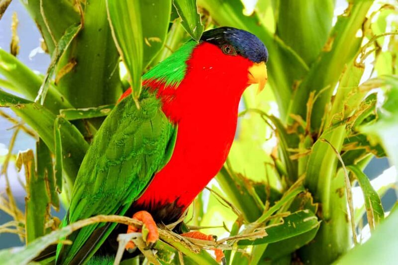 Discover Fijian Culture and Reptiles - Final Thoughts: Is It Worth It?