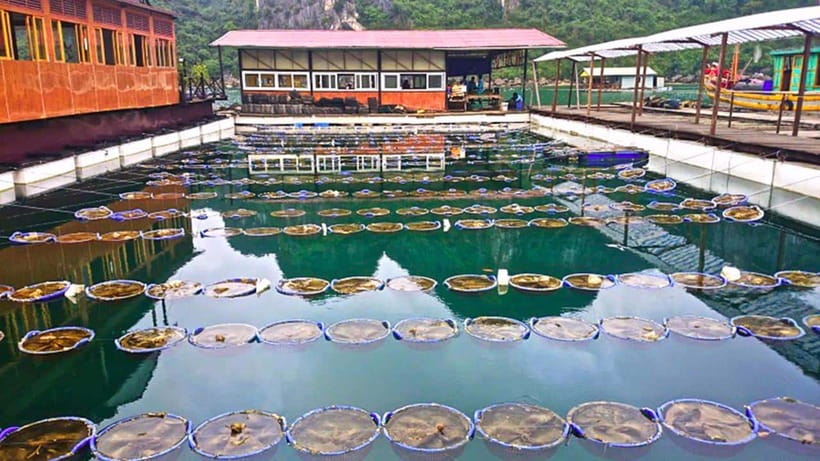 Discover Ha Long Bays Wonders on a Day Cruise From Hanoi - Panoramic Views From Titov Island