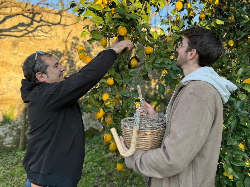 Discover, Harvest & Taste Sorrento Lemons - Highlights of the Activity