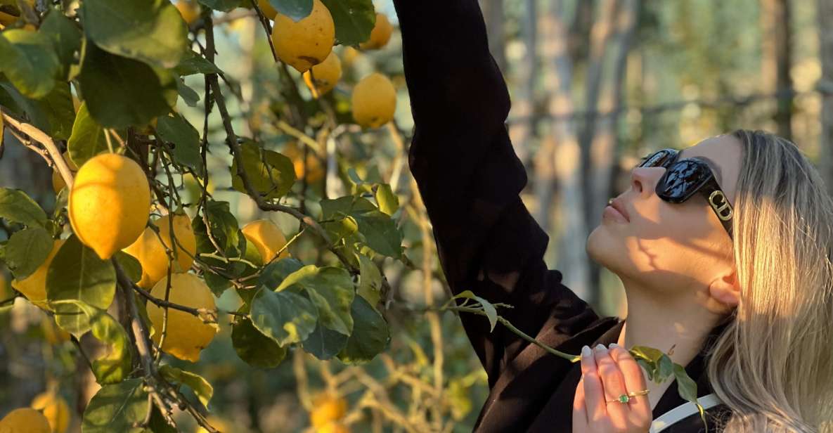 Discover, Harvest & Taste Sorrento Lemons - What to Expect During Harvest