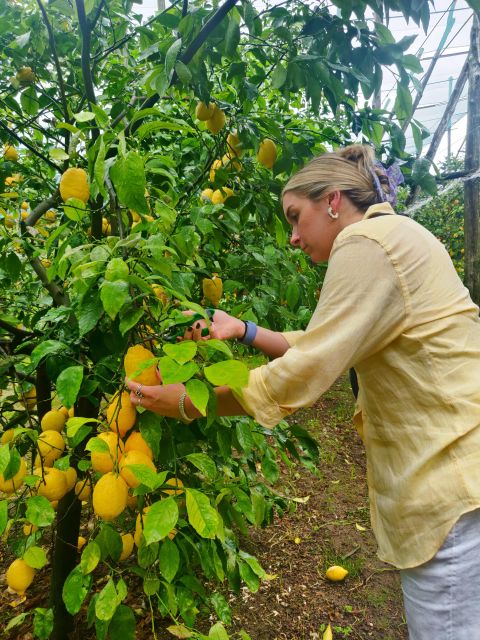 Discover, Harvest & Taste Sorrento Lemons - Customer Feedback and Ratings