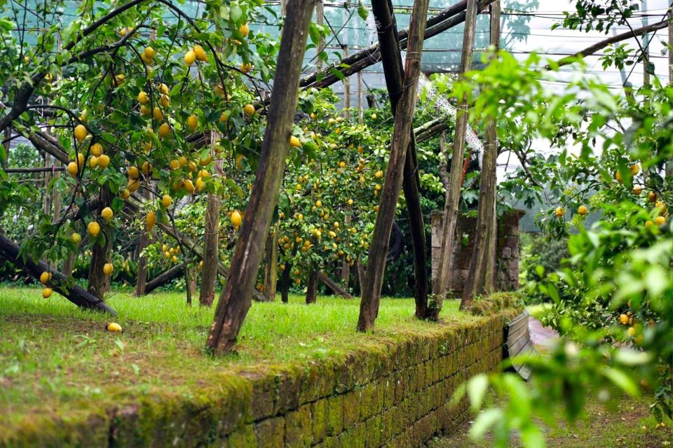 Discover, Harvest & Taste Sorrento Lemons - Booking and Cancellation Policies