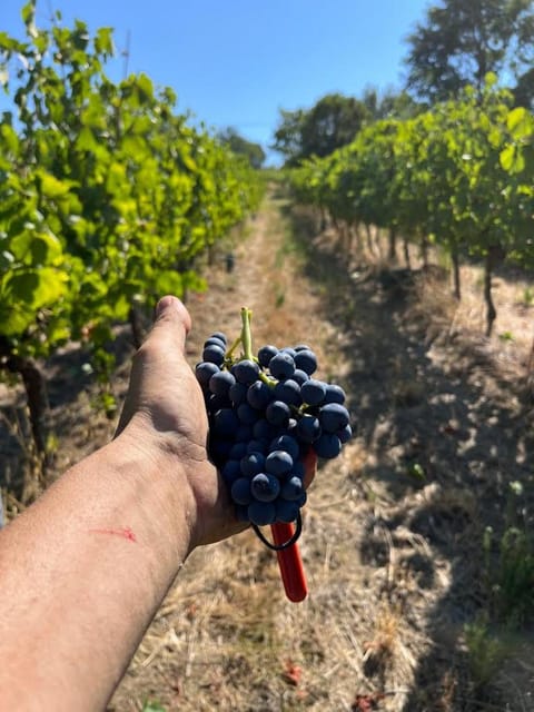 Discover Italian Wines: Exclusive Tasting at Tenuta La Viola - Key Points