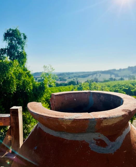 Discover Italian Wines: Exclusive Tasting at Tenuta La Viola - Exploring Tenuta La Violas Vineyards