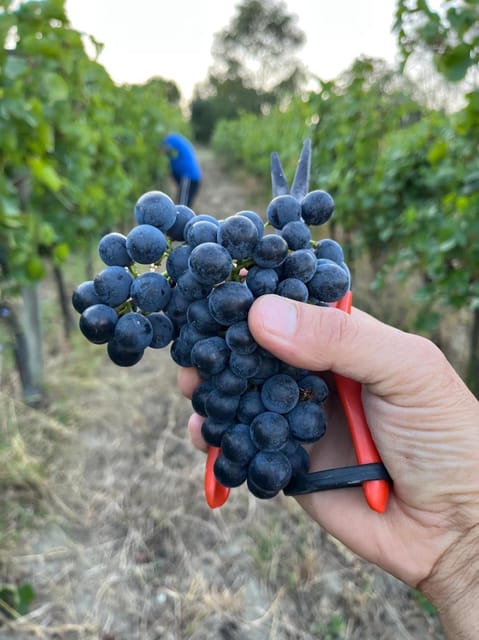 Discover Italian Wines: Exclusive Tasting at Tenuta La Viola - Frequently Asked Questions