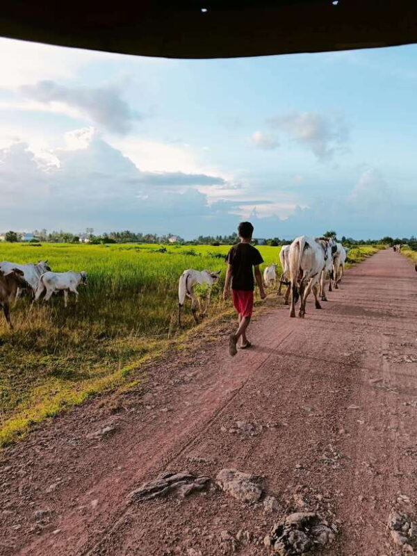Discover Kep countryside include Pepper farm Cave, Salt... - Authenticity and Local Flavor