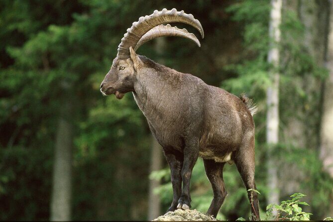 Discover Lindau Island and the Highlights of Bregenz in one day ! - FAQ