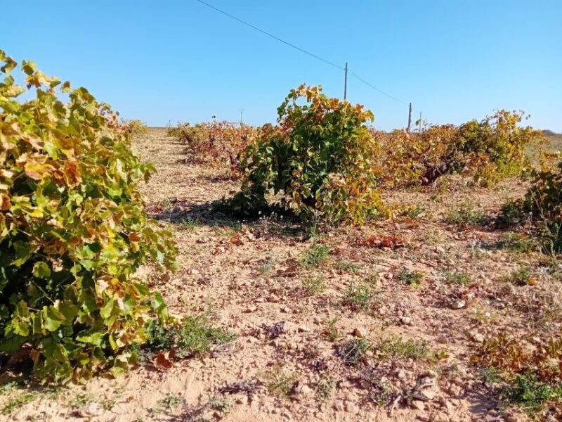 Discover Madrid’s Best: Exclusive Wine Tour & Tastings Await - Key Points