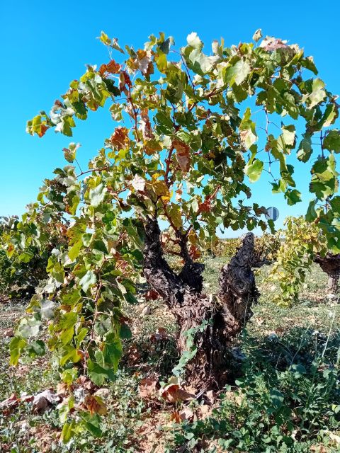 Discover Madrid’s Hidden DO: Exclusive Winery Tour & Tasting - Uncovering the Secrets of a Local Winery