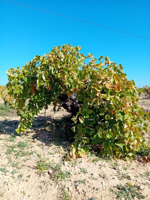 Discover Madrid’s Hidden DO: Exclusive Winery Tour & Tasting - Guided Vineyard Tour: A Sensory Journey