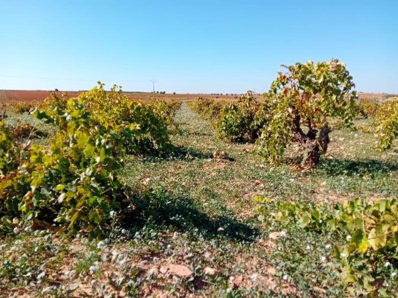 Discover Madrid’s Hidden DO: Exclusive Winery Tour & Tasting - Artisanal vs. Modern Winemaking Techniques