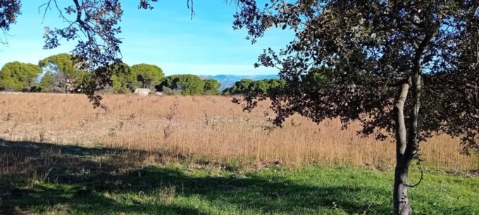 Discover Madrid’s Hidden DO: Exclusive Winery Tour & Tasting - Pairing Local Wines With Delectable Snacks