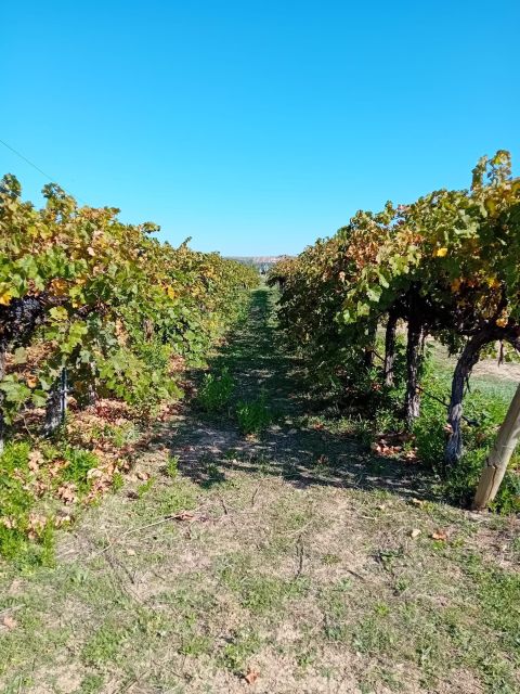 Discover Madrid’s Hidden DO: Exclusive Winery Tour & Tasting - Taking in the Regions Wine Culture