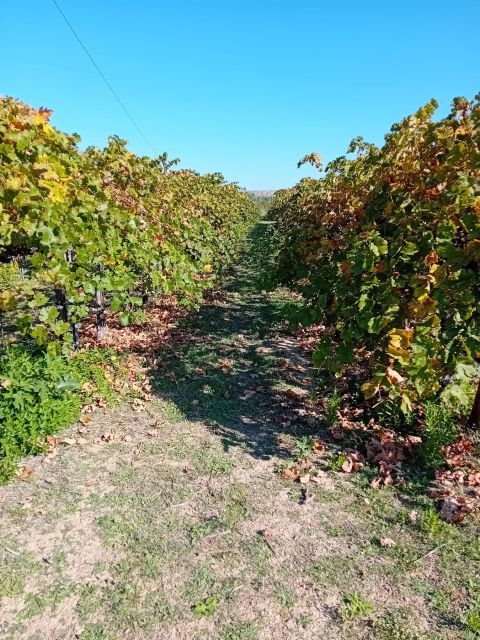 Discover Madrid’s Hidden DO: Exclusive Winery Tour & Tasting - Why This Exclusive Tour Is a Must-Try