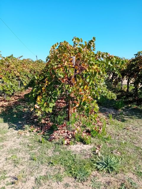 Discover Madrid’s Hidden DO: Exclusive Winery Tour & Tasting - Frequently Asked Questions