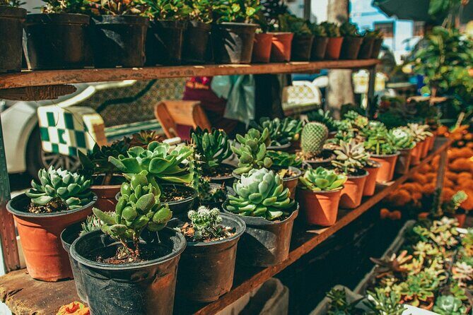 Discover Mezcal & Local Delights in Atlixco from Mexico City - Who Will Love This Tour?