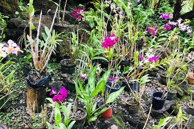 Discover Nadi Tour - Key Points