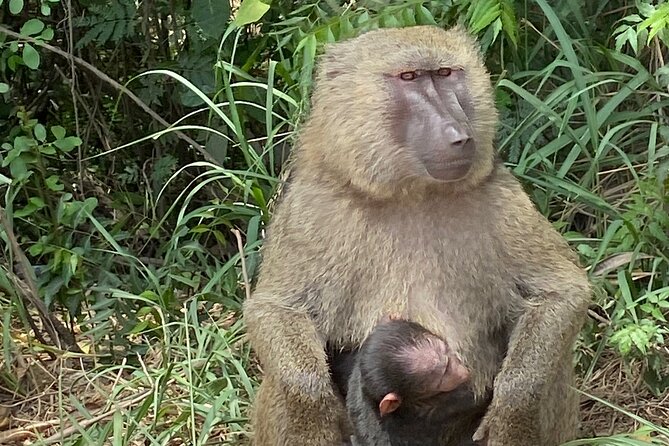 Discover Nature at Shai Hills and Akosombo: Wild Animals, Caves & Volta Lake - Frequently Asked Questions