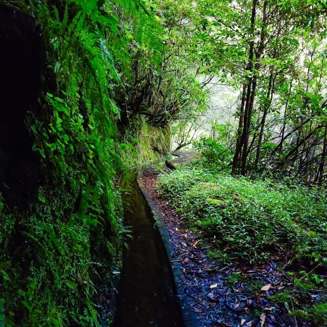 Discover one of our island's levadas in a relaxing way? - An Authentic Look at Madeira’s Levadas