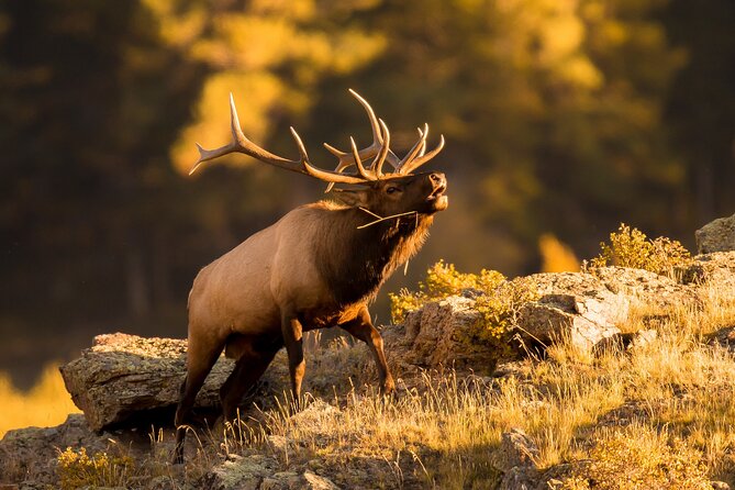 Discover Rocky Mountain National Park - Picnic Lunch Included - Practical Information