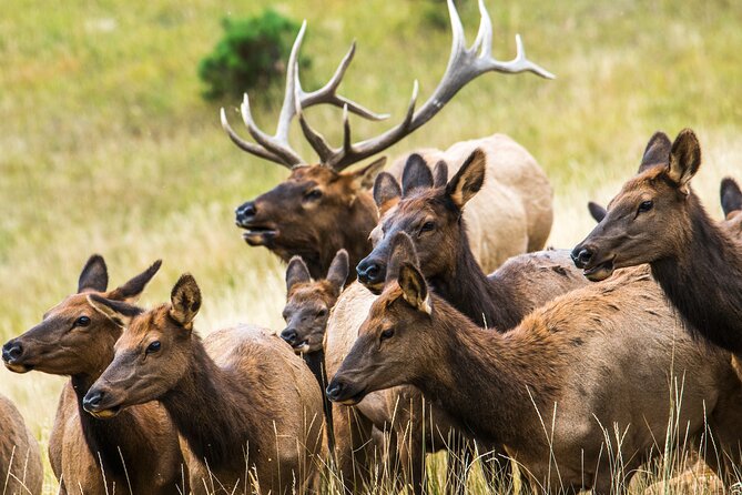 Discover Rocky Mountain National Park - Picnic Lunch Included - Frequently Asked Questions