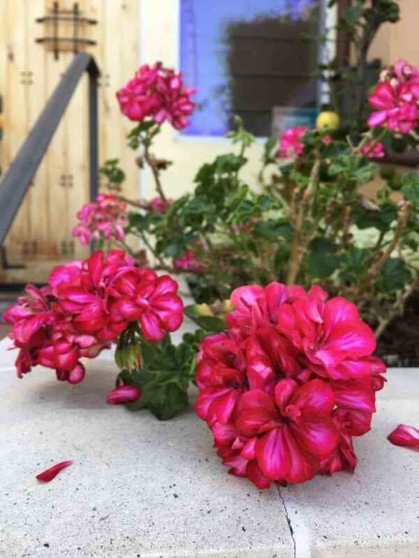 Discover Santa Monicas Hidden Stairways & Canyon Paths - Key Points