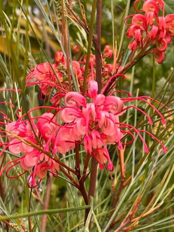 Discover Santa Monicas Hidden Stairways & Canyon Paths - FAQs