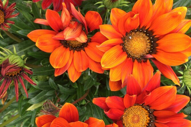 Discover Santa Monicas Lush Gardens, Trees & Neighborhoods - Discover Santa Monica’s Lush Gardens, Trees & Neighborhoods — A Detailed Review