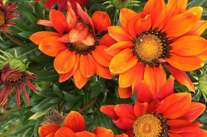 Discover Santa Monicas Lush Gardens, Trees & Neighborhoods - Who Will Enjoy This Tour?