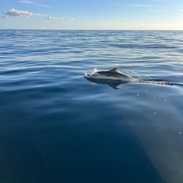 Discover Sardinia: Dolphin Watching and Capo Figari Tour - What Makes This Tour Special?