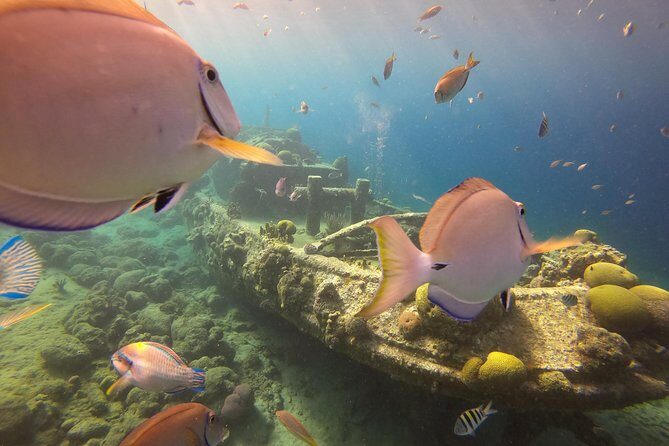 Discover Scuba Dive in Curacao - Pricing and Value