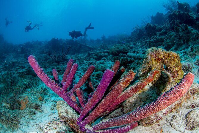 Discover Scuba Dive in Curacao - The Sum Up: Who Should Consider This Tour?