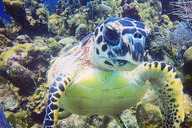 Discover Scuba Diving - Who Should Consider This Tour?