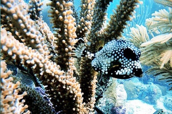 Discover Scuba Diving - FAQs