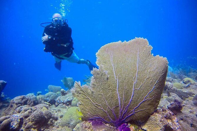 Discover Scuba Diving - Final Thoughts