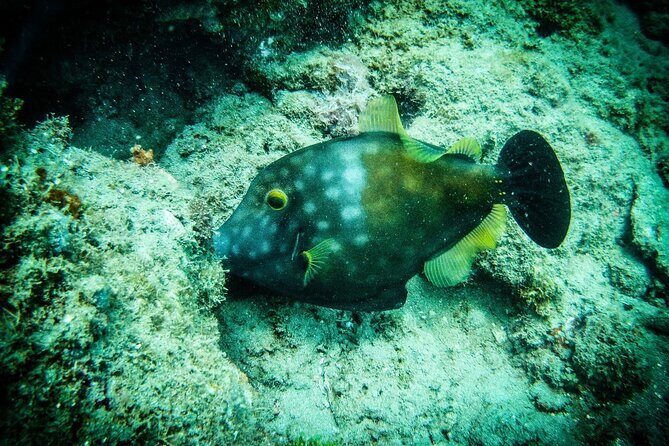 Discover Scuba Diving - The Authentic Experience: What Travelers Say