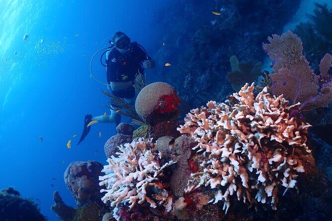 Discover Scuba Diving at Casa Cenote No Certification Needed - Location and Accessibility